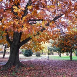 Grow A Living Memory With a Northern Red Oak Tree