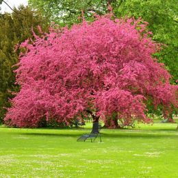 Many Living Memories With a Pink Dogwood Tree