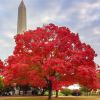 Your Loving Memories Grow With a Red Maple Tree