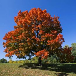 A Beautiful Sugar Maple Tree Can be Your Living Memory of Your Loved One