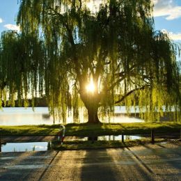 Your Loved Ones Living Memory With a Weeping Willow Tree