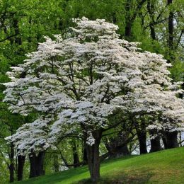 Preserve Your Loving Memories of Your Loved One With a White Dogwood Tree