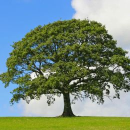 An Impressive White Oak Tree Will Sustain Your Memories of Your Loved One