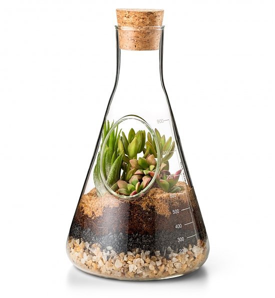 Modern Glass Terrarium Kit
