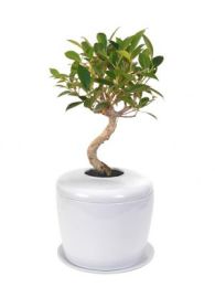 Bio Ficus Retusa Tree Urn