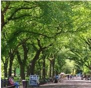 An American Elm Tree May be a Living Memory of your loved One