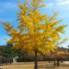 Keep Your Loved One In Memory With a Ginkgo Biloba Tree