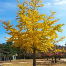 Keep Your Loved One In Memory With a Ginkgo Biloba Tree