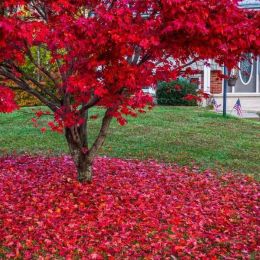 Memory of Your Loved One Lives With a Japanese Red Maple Tree