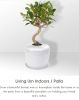 The Living Urn Indoors or Patio for Pets