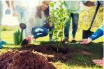 A Beautiful Sugar Maple Tree Can be Your Living Memory of Your Loved One