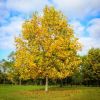 A Living Memory With a Tulip Tree