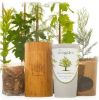 Keep Your Loved One In Memory With a Ginkgo Biloba Tree