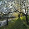 A Japanese Flowering Cherry Tree as a Living Loving Memory of Your Loved One