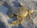 Mini Biodegradable Paper Turtle Burial Urn  5 CU. In.